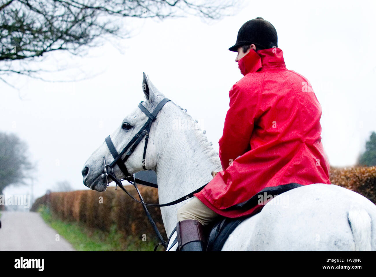 Huntsman on a grey horse in rain Stock Photo
