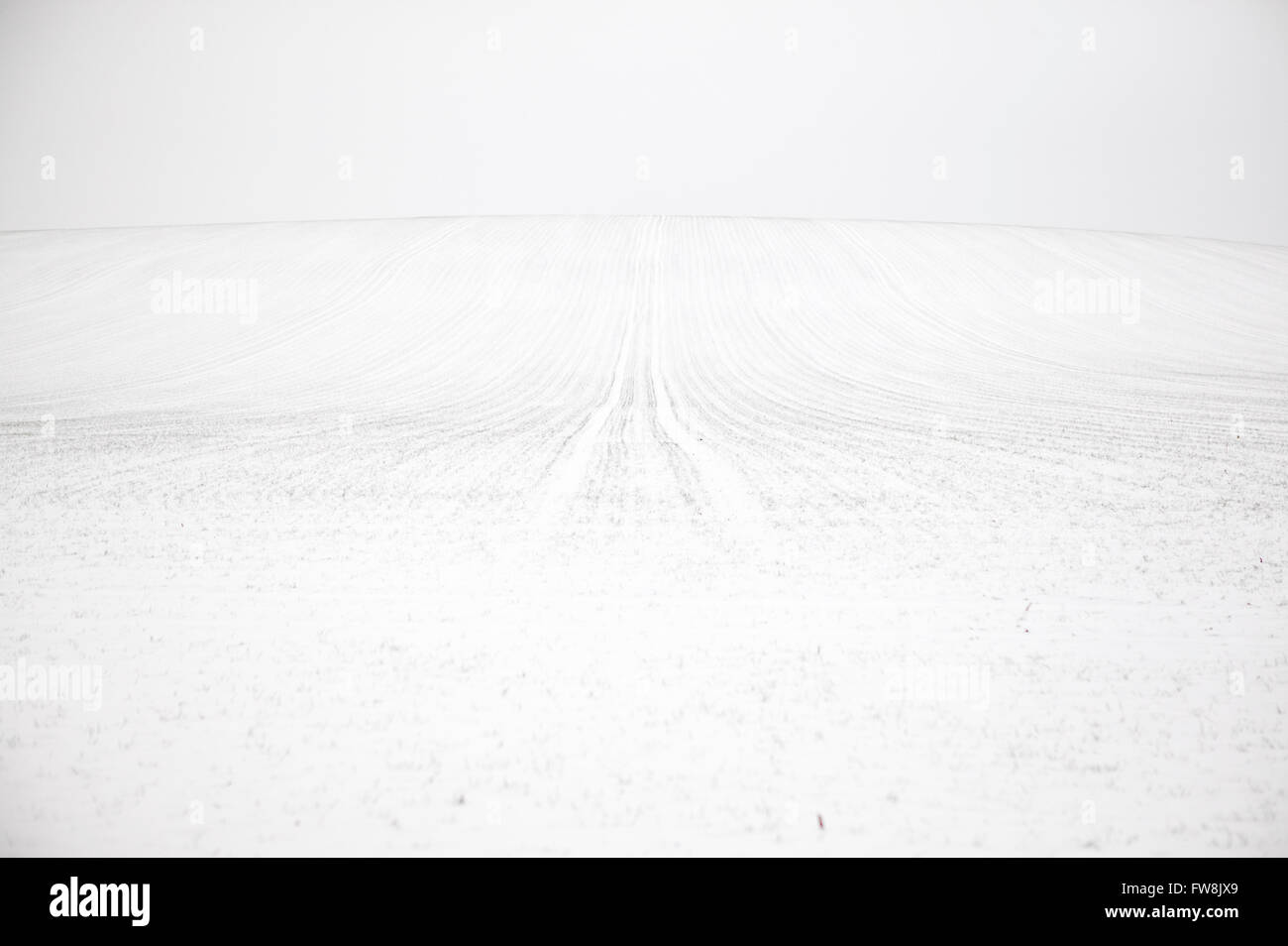 Snow covered fields and hills in the british countryside. After a dusting of snow in winter the landscape is transformed into a magical wonderland, trees disappear in the white covering and fields show undualtions with the variations in snow fall and light. Stock Photo