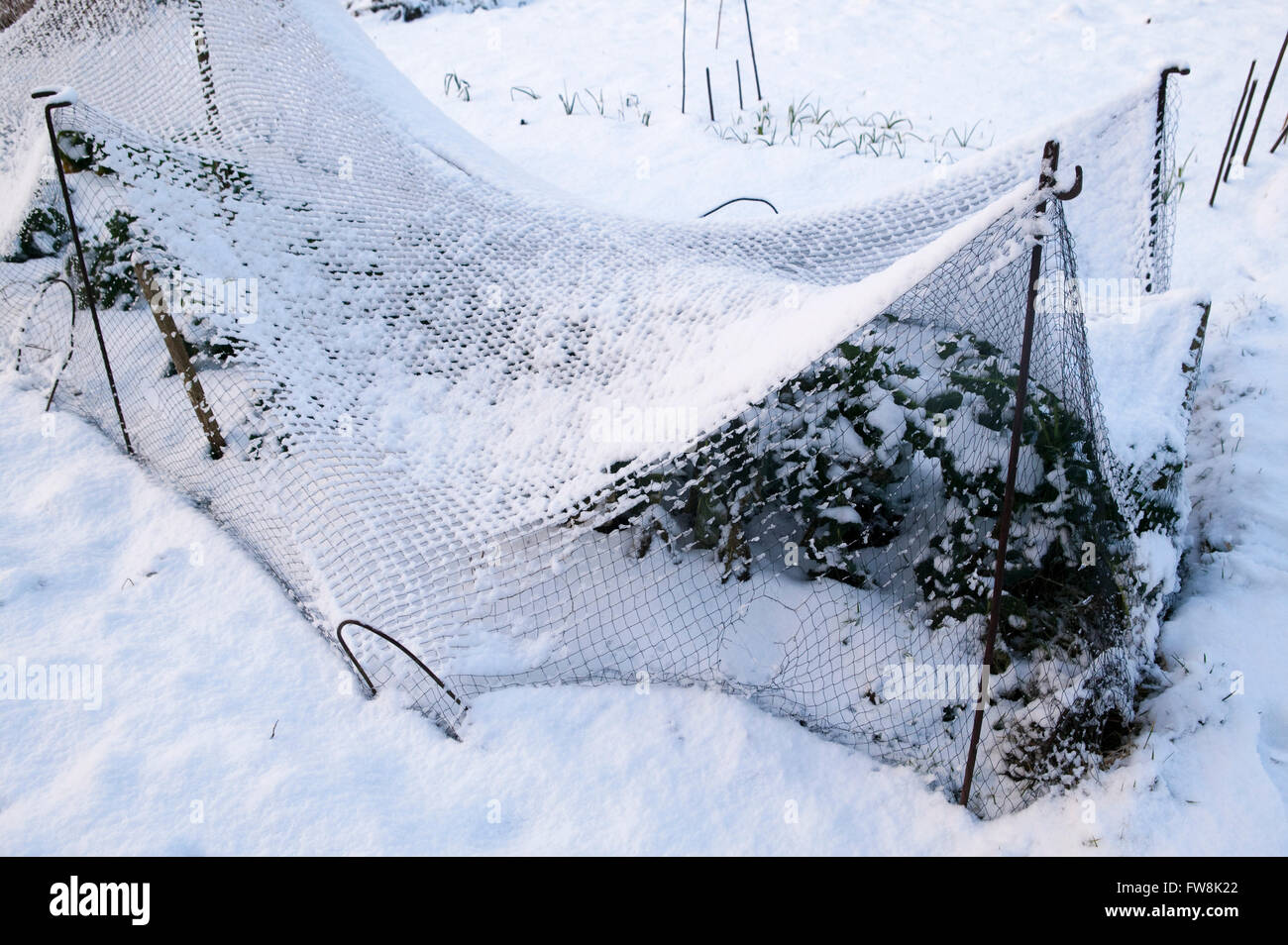 Protected by wire netting hi-res stock photography and images - Alamy