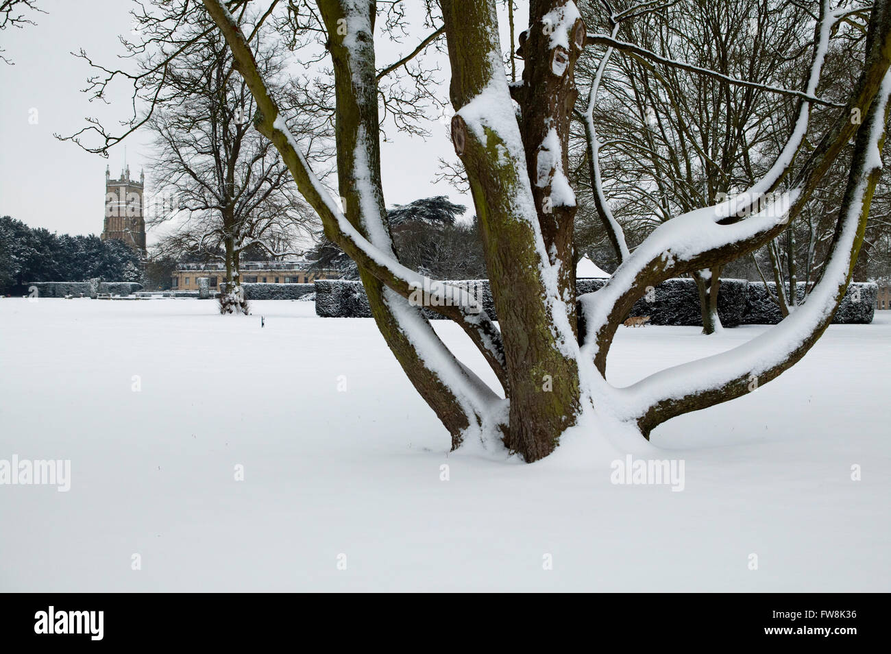 Trees in the Abbey grounds of the park in Cirencester, Gloucestershire, UkKcovered in a thick layer of winter snow, creating an almost abstract shape adn form of patterns as the branches are at times hidden behind the snbow that has clung to the upright trees. Stock Photo