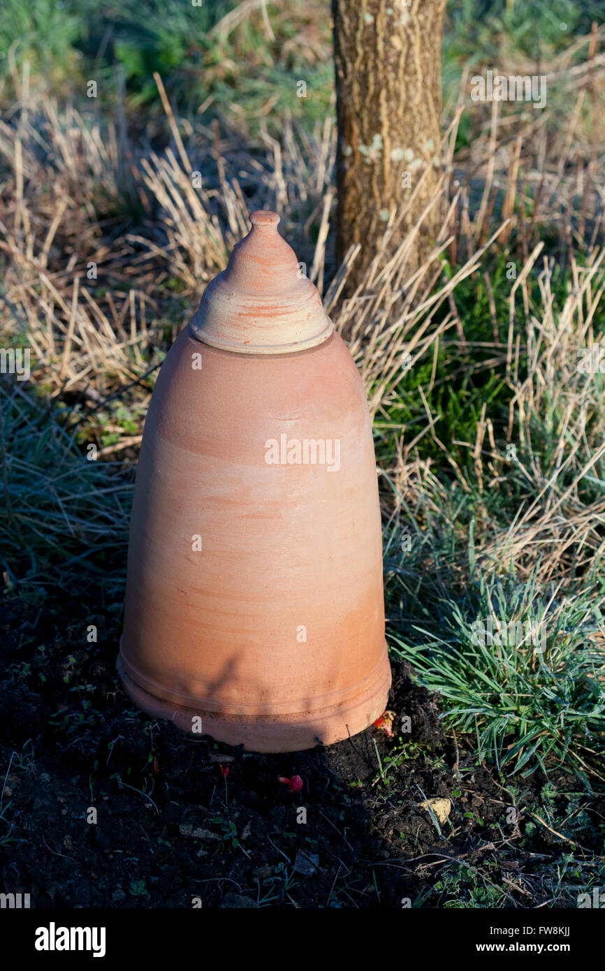 A terracotta bell jar used for forcing rhubarb is palced over the young plants to keep them in the dark to help keep the fruit stalks sweet and juicy as they grow in the enclosed space. Stock Photo