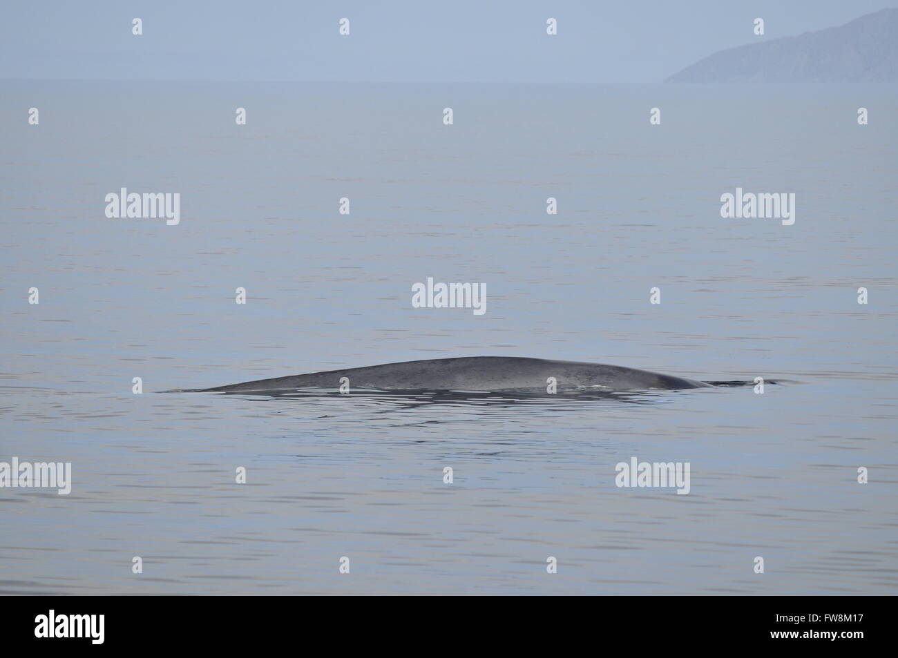 Blue whale Balaenoptera musculus in Mexico's Sea of Cortez Stock Photo