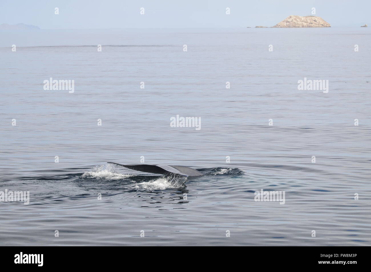 Blue whale Balaenoptera musculus in Mexico's Sea of Cortez Stock Photo