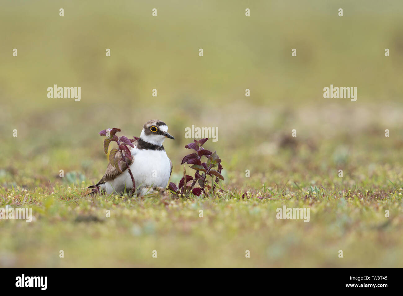 Little Ringed Plover ( Charadrius dubius ), adult wader bird in typical habitat, warming up a hatchling under its belly plumage. Stock Photo