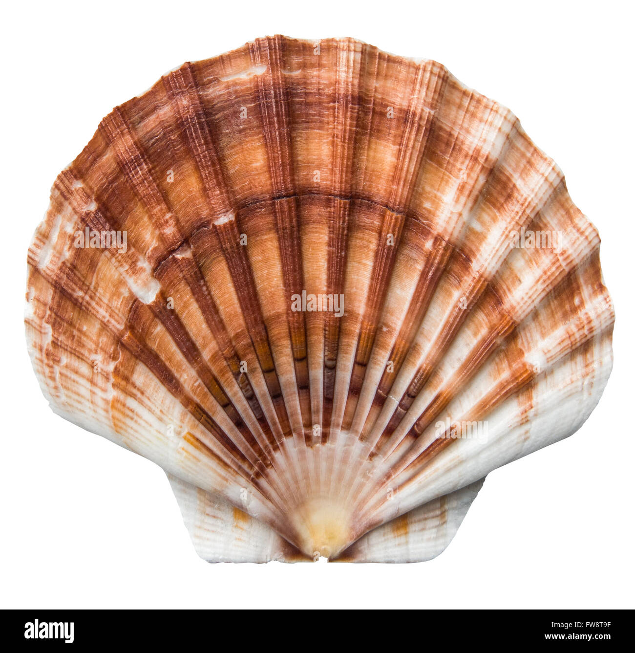 Brown And White Scallops Shell On A White Background Stock Photo