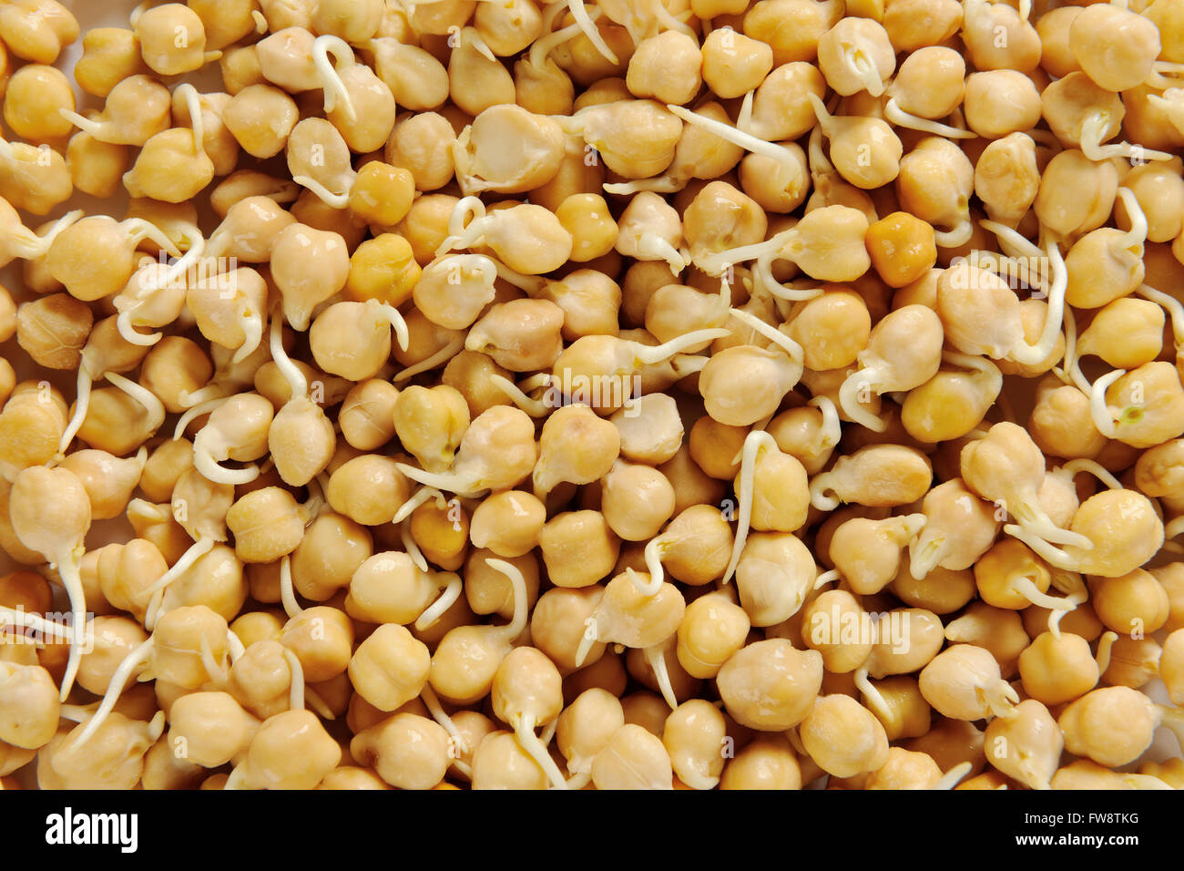 Sprouted chick peas - full frame Stock Photo