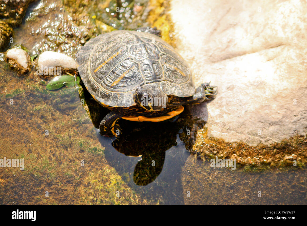 Turtle out of water in a sunny day Stock Photo - Alamy