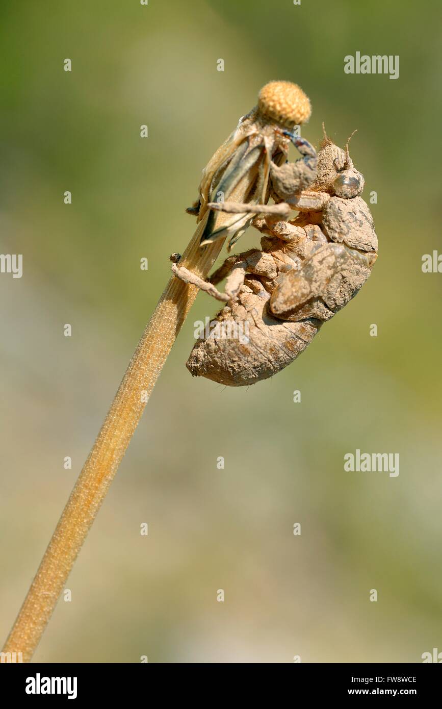 Exuvia of cicada on grass Stock Photo