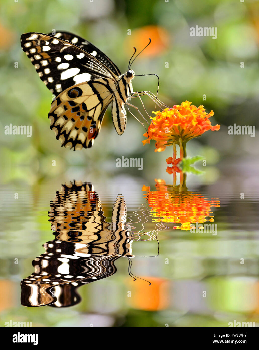 Lime butterfly (Papilio demoleus) feeding on flower (Lantana camara) above water with big reflection, digital effect Stock Photo