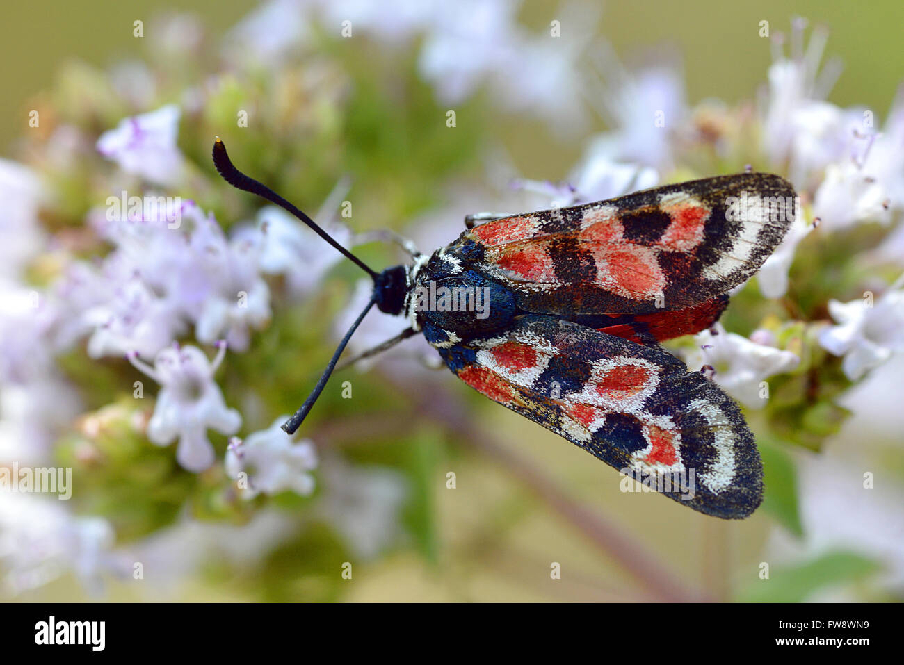 Zygaena carniolica butterfly on flower seen from above Stock Photo