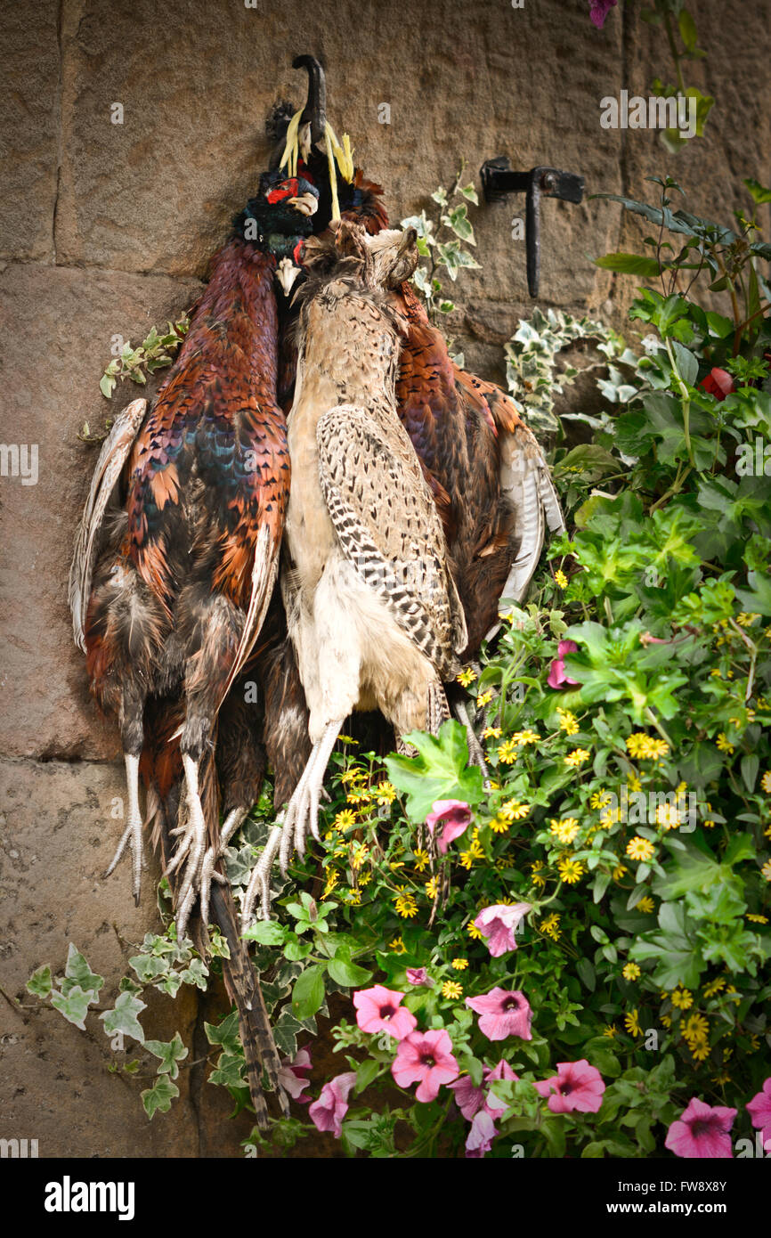 Game birds, Pheasants hanging Stock Photo