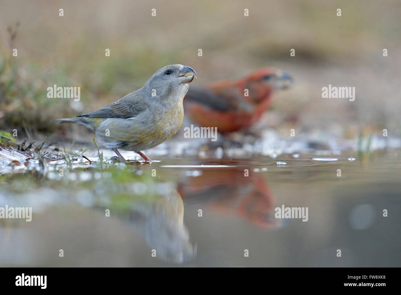 Parrot Crossbills / Kiefernkreuzschnaebel ( Loxia pytyopsittacus ), female with male, drinking at a natural puddle. Stock Photo