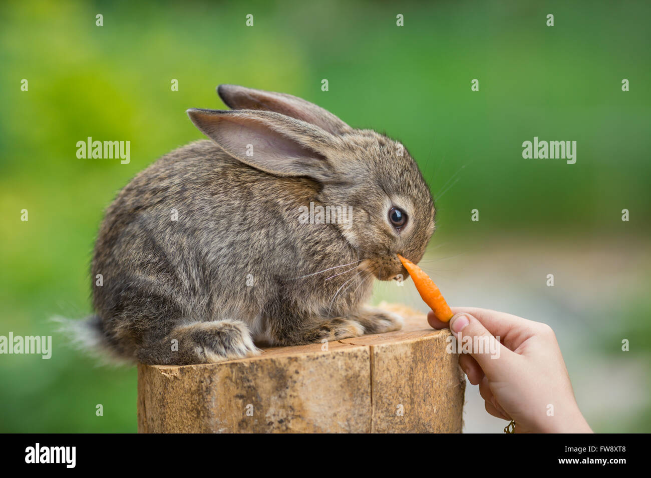 Cute Shy Baby Rabbit. Feeding animal Stock Photo Alamy
