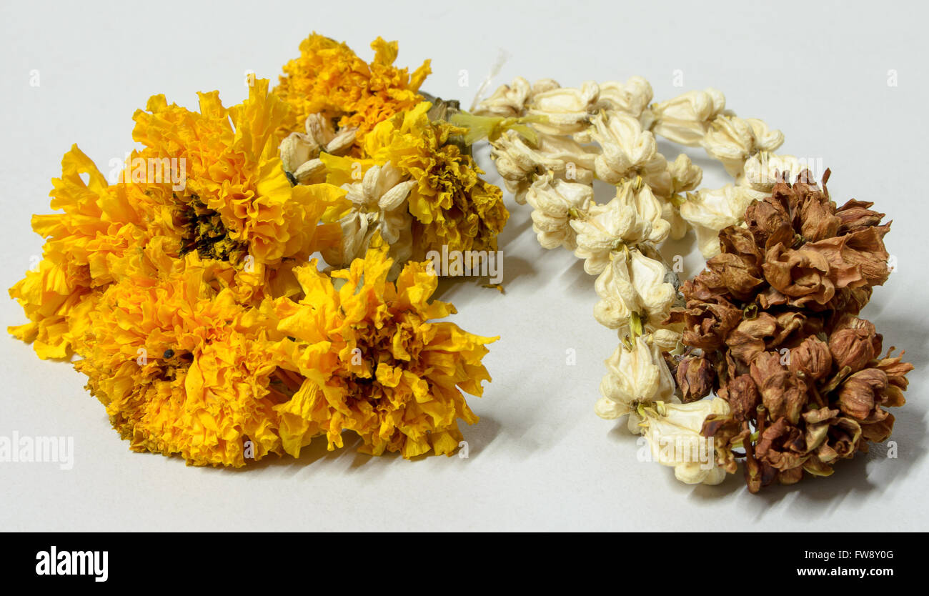 Garlands wither on a white background. Stock Photo