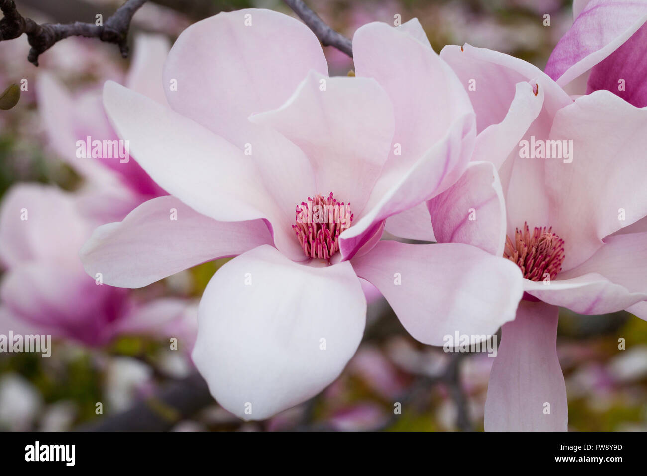 Saucer Magnolia Bloom(Magnolia x Soulangeana) Magnoliaceae USA Stock
