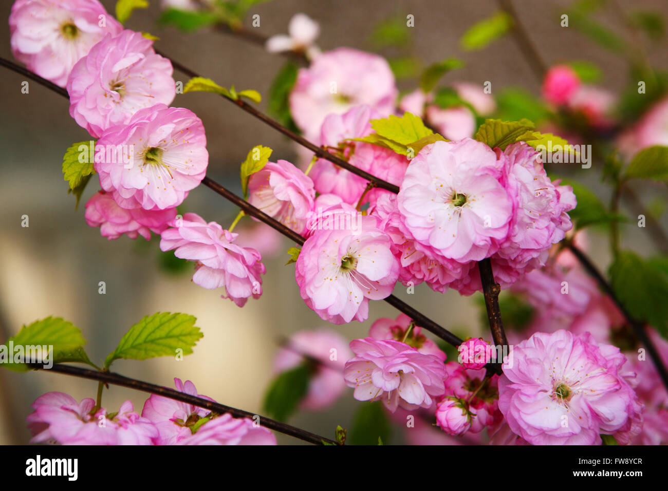 Blooming Japanese plum (Prunus mume Stock Photo Alamy
