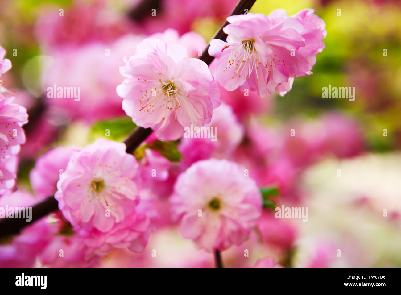 Blooming Japanese plum (Prunus mume Stock Photo Alamy