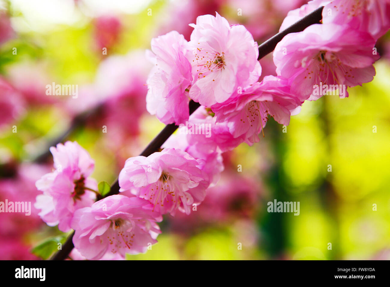 Blooming Japanese plum (Prunus mume Stock Photo Alamy