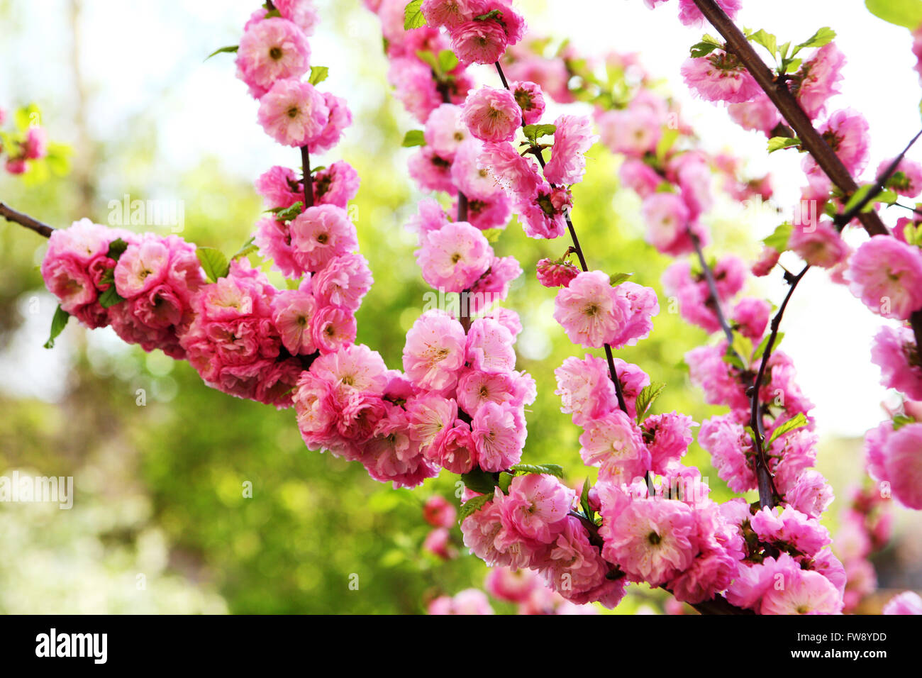Blooming Japanese plum (Prunus mume Stock Photo Alamy