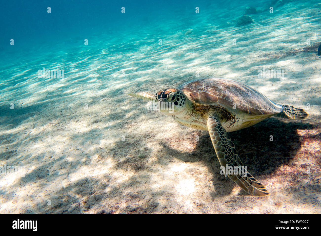 A Green sea turtle in the waters outside the Caribbean island of Bonaire Stock Photo
