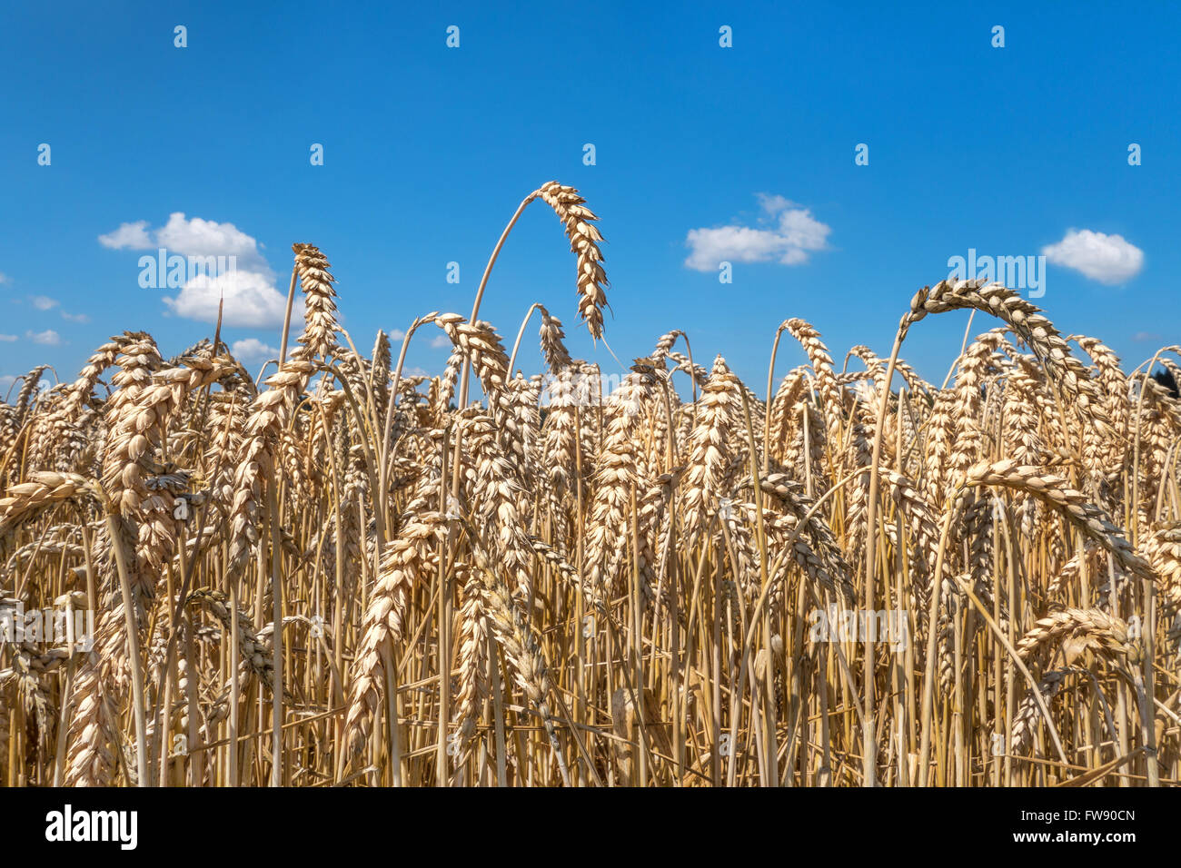 Light brown, ripe wheat ears in close-up in front of a blue sky with ...