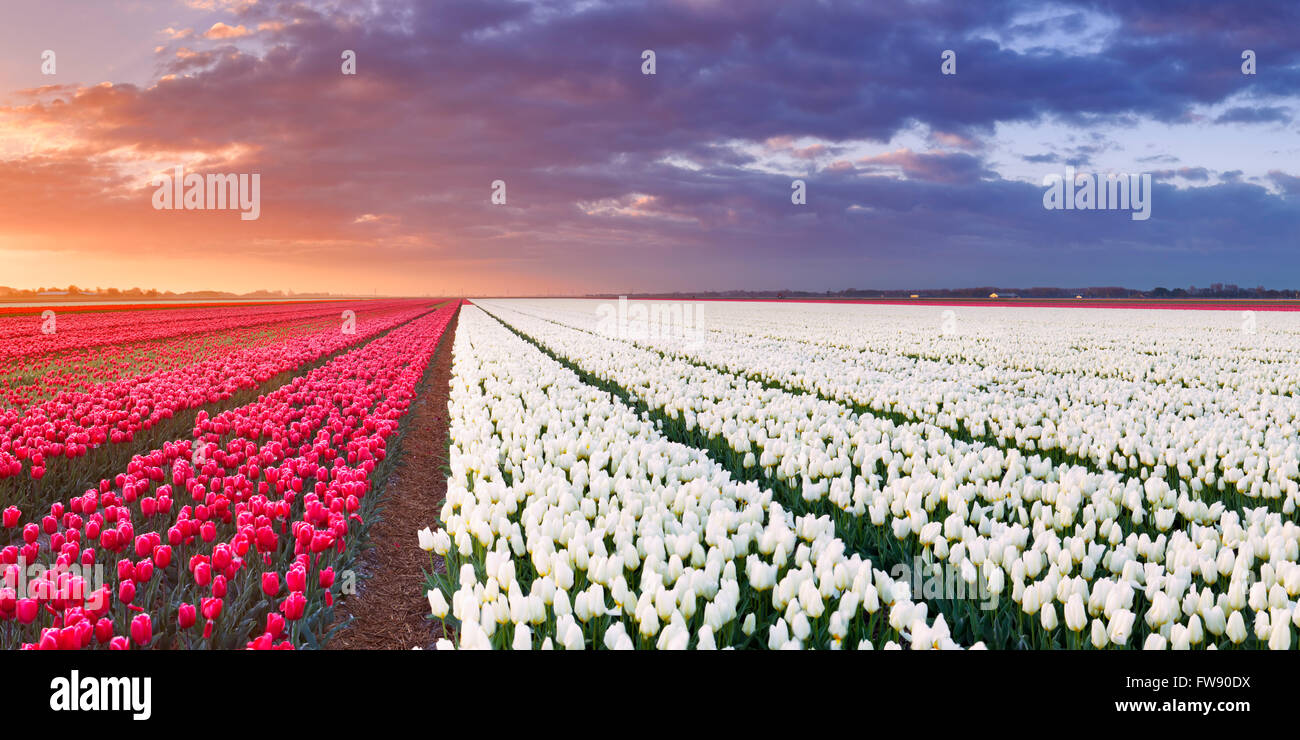 Rows of colourful tulips at sunrise near Alkmaar in The Netherlands. Stock Photo