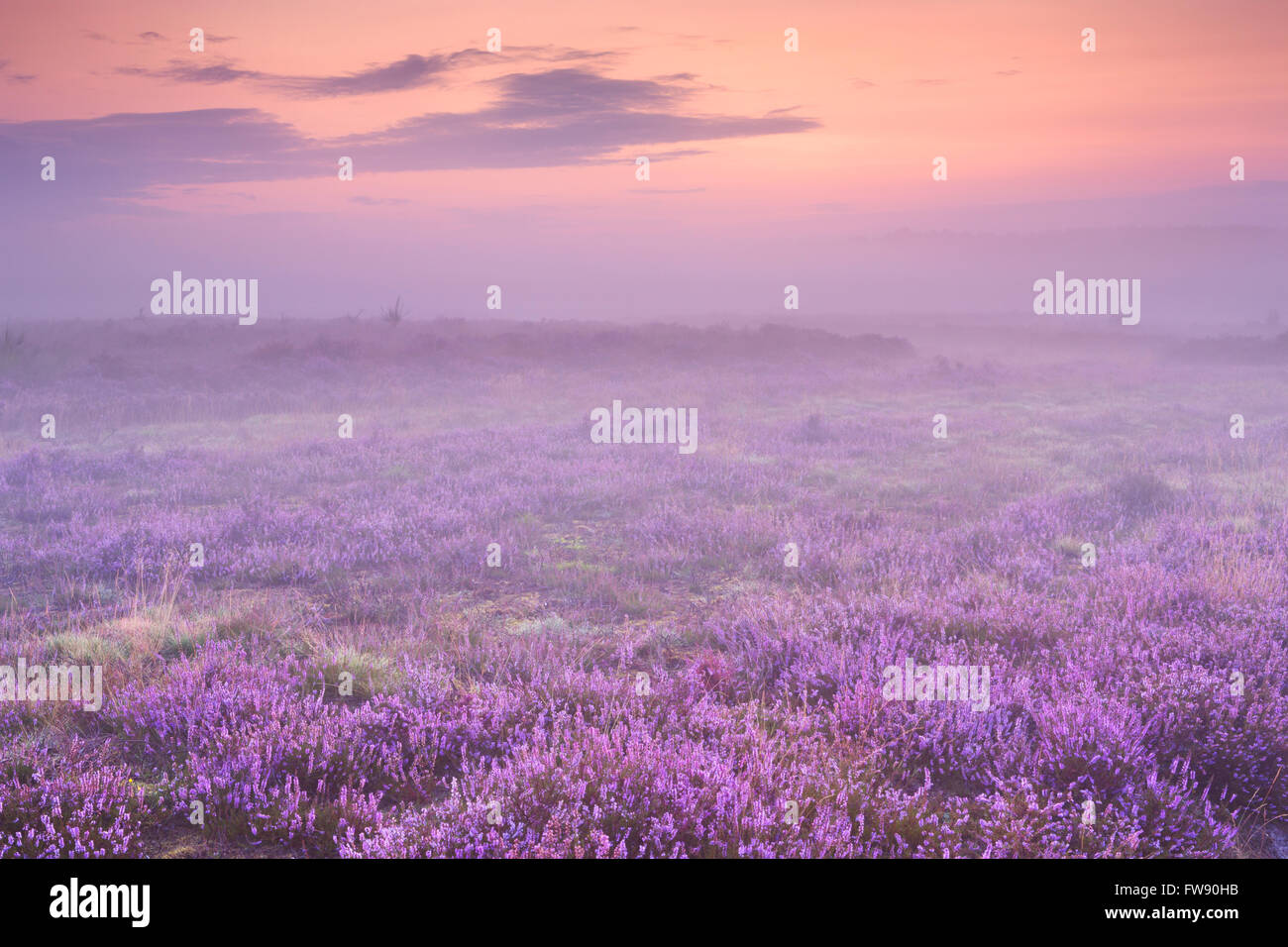 Blooming heather in The Netherlands on a beautiful foggy morning at sunrise. Stock Photo