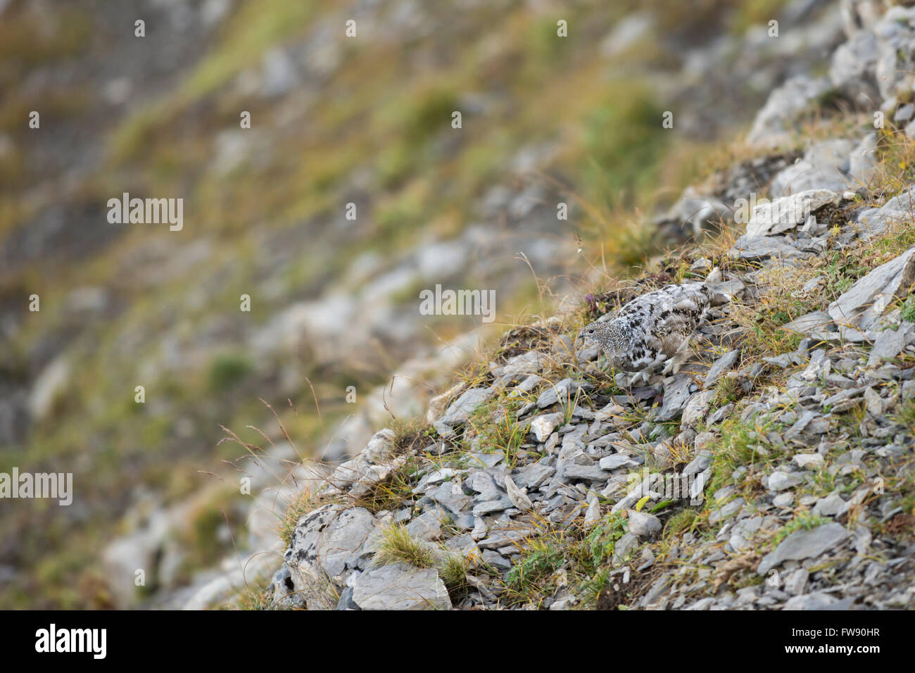 Rock Ptarmigan / Alpenschneehuhn ( Lagopus muta ), adult in brown summer garb, perfect camouflage in natural habitat. Stock Photo