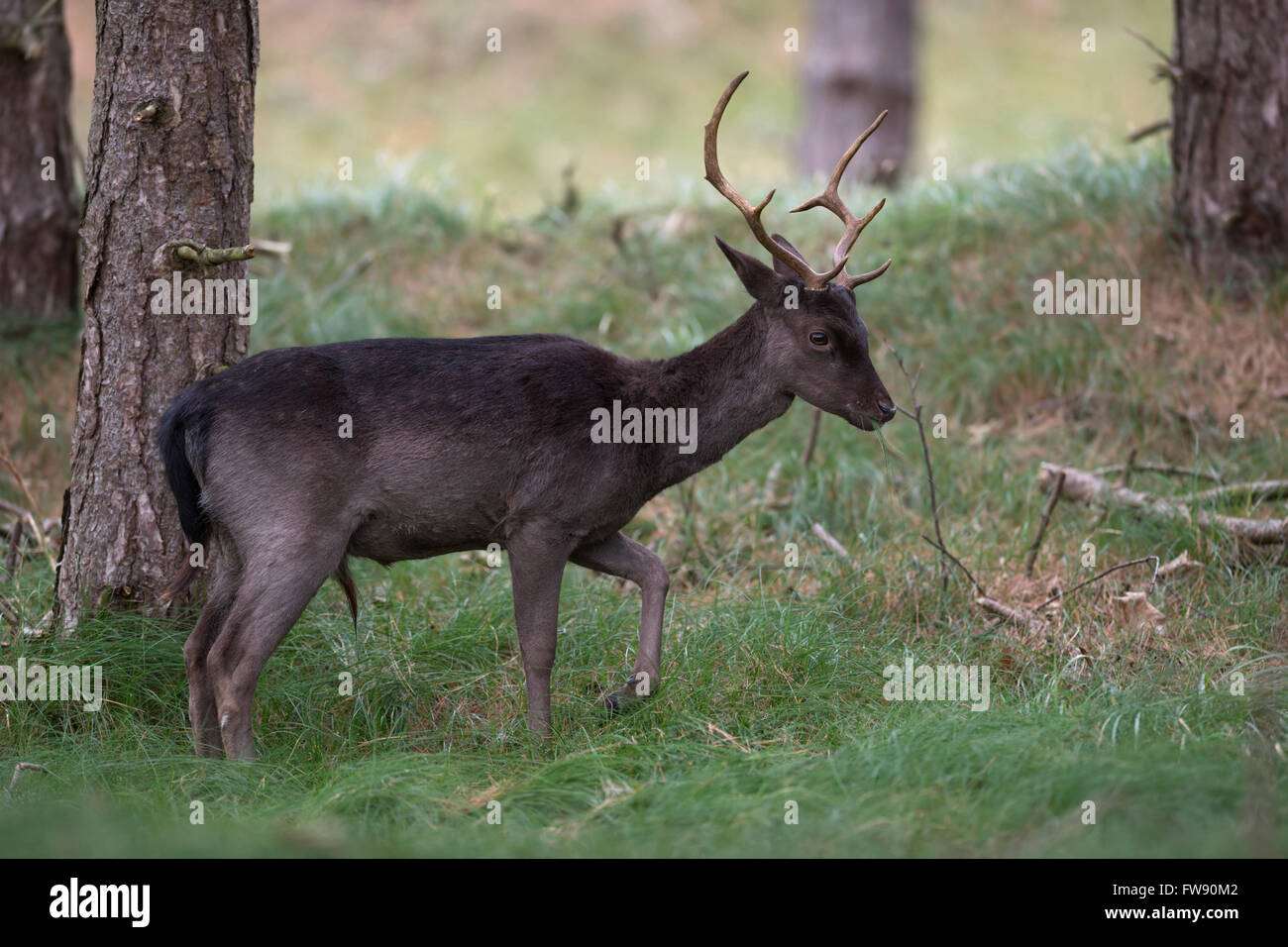Fallow Deer / Damhirsch (Dama dama), dark color variant, grazing at the edge of a pine forest. Stock Photo