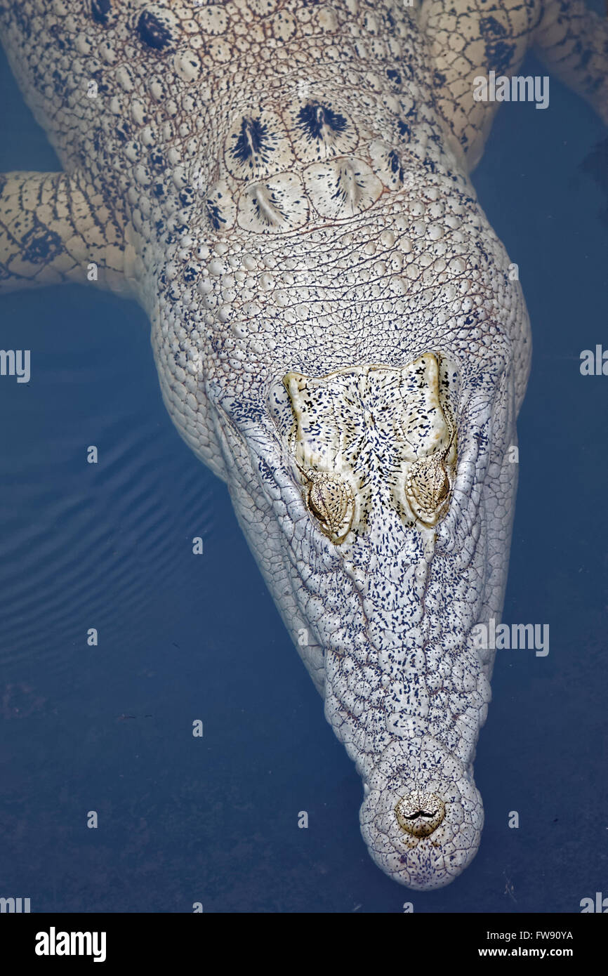 this crocodile is not an albino just lighter skin Stock Photo