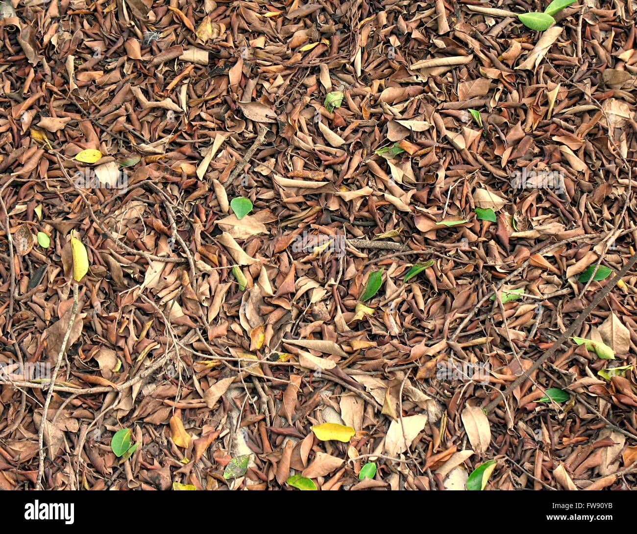 The floor of a forest is covered with dry leaves and twigs Stock Photo