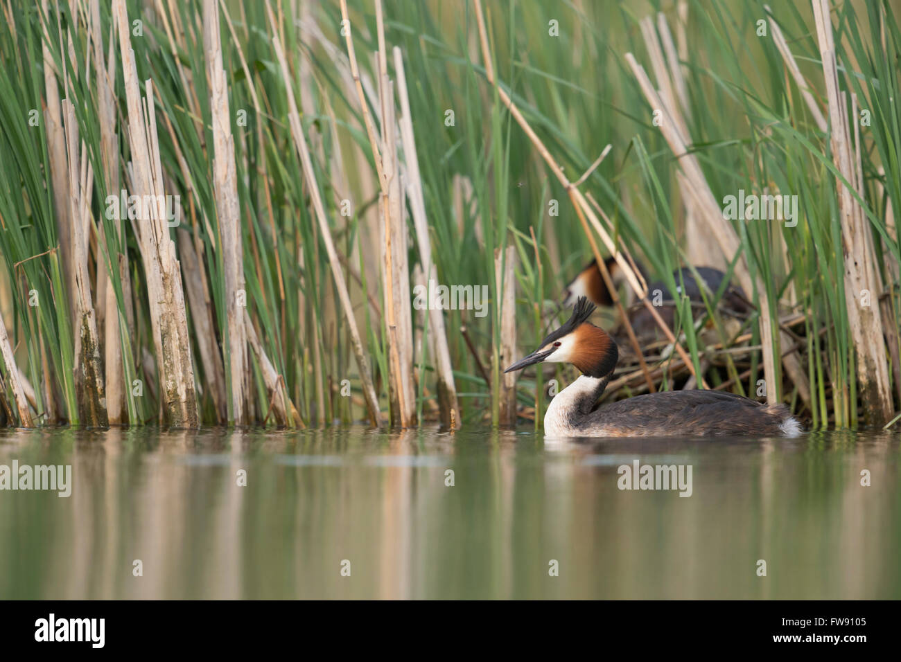 A pair of Great Crested Grebes / Great Cresties / Haubentaucher ( Podiceps cristatus ) nests in a reed belt. Stock Photo