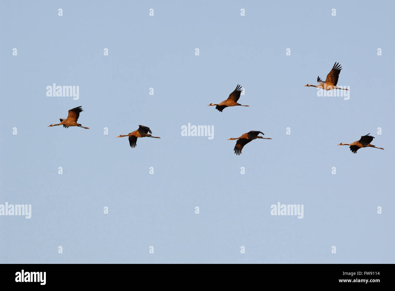 Common Cranes ( Grus grus ), flock of young and adult together, during migration, in flight formation against blue sky. Stock Photo
