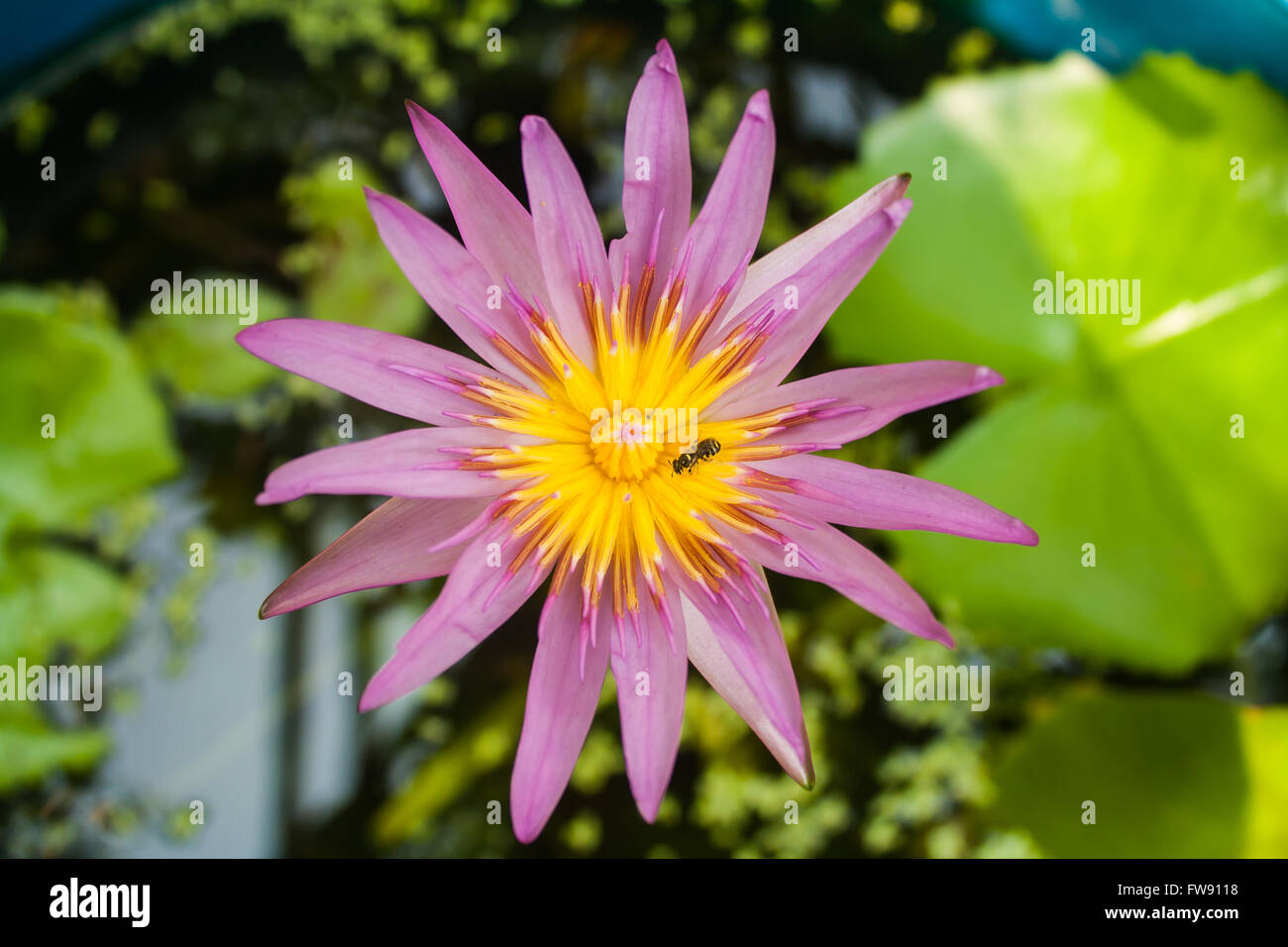 Beautiful Lotus (Nelumbo sp.) in the Pond with Honey Bee Stock Photo