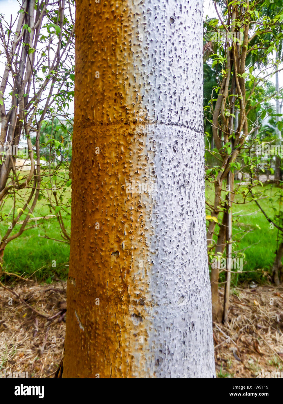 palm tree surface show two color when recieve water from an artesian