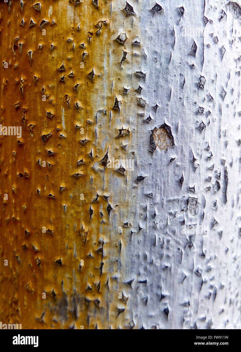 palm tree surface show two color when recieve water from an artesian