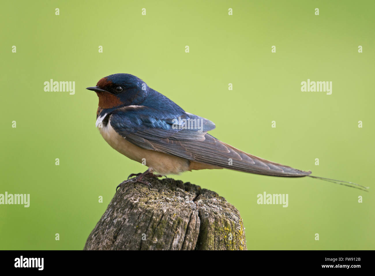 Barn Swallow / Rauchschwalbe ( Hirundo rustica ) sits on a wooden fence post in front of a nice clean background of green meadow Stock Photo