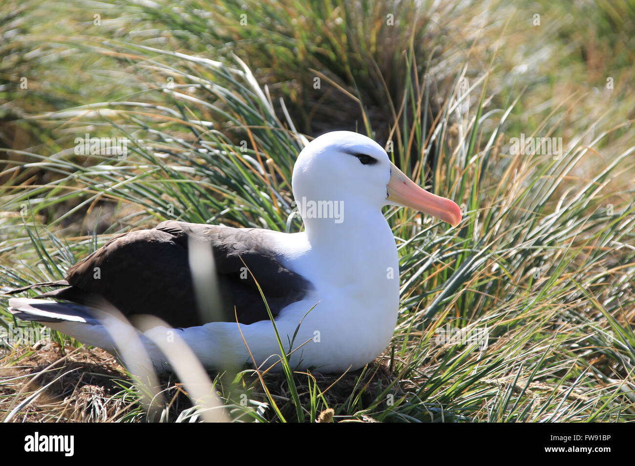 Albatross colony in the grasses of West Point Island, Falkland Islands, South Atlantic Stock Photo