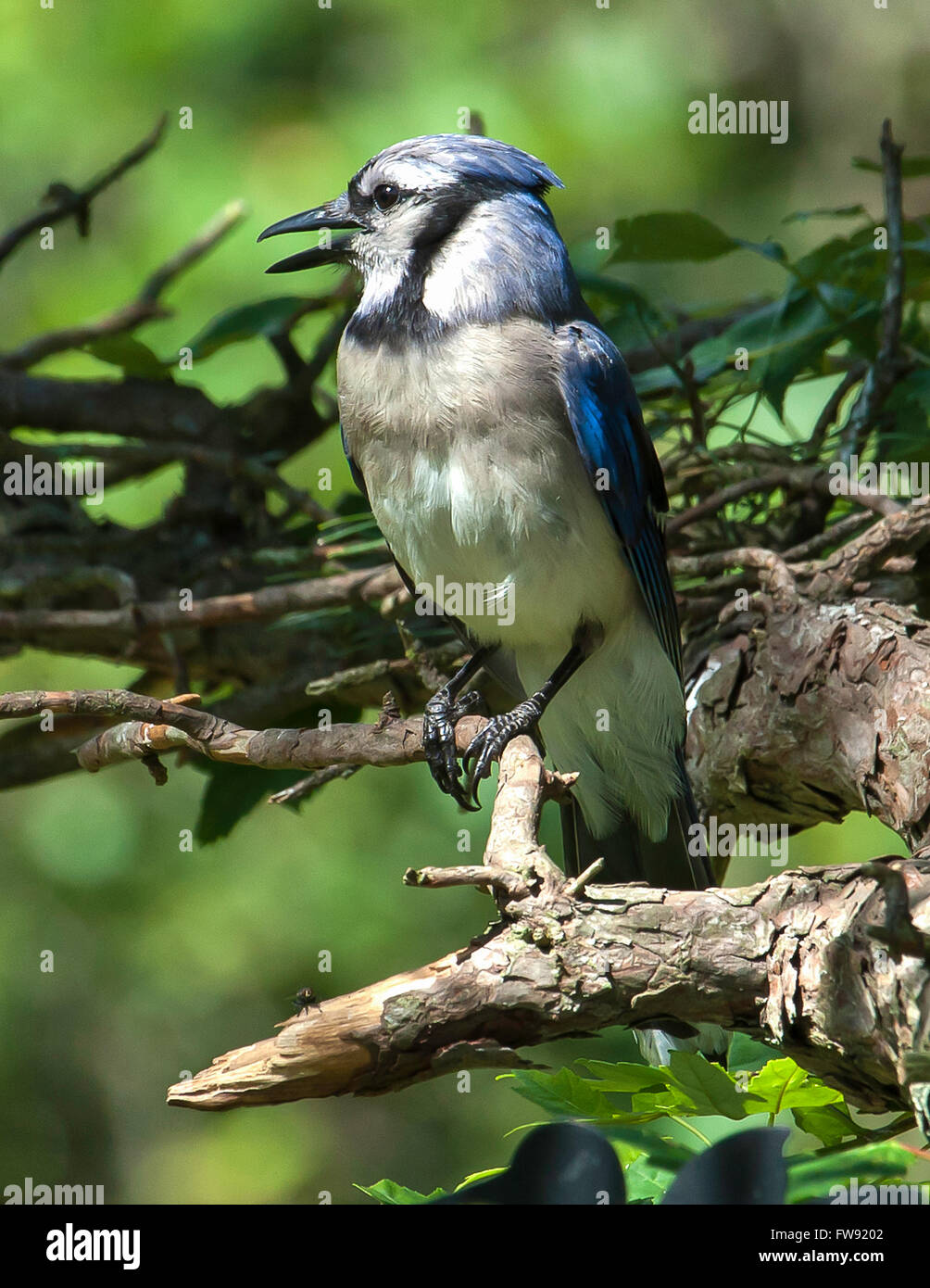 Baby blue jay hi-res stock photography and images - Alamy