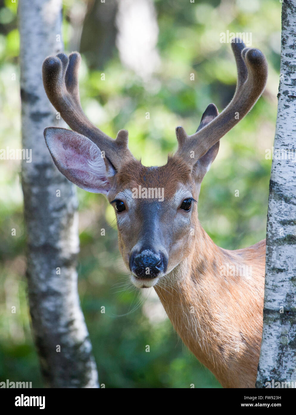 White Tailed 8 Point Buck Poising For Picture Stock Photo
