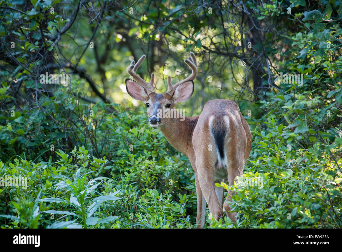 White Tailed 8 Point Buck Heading Back Home Stock Photo