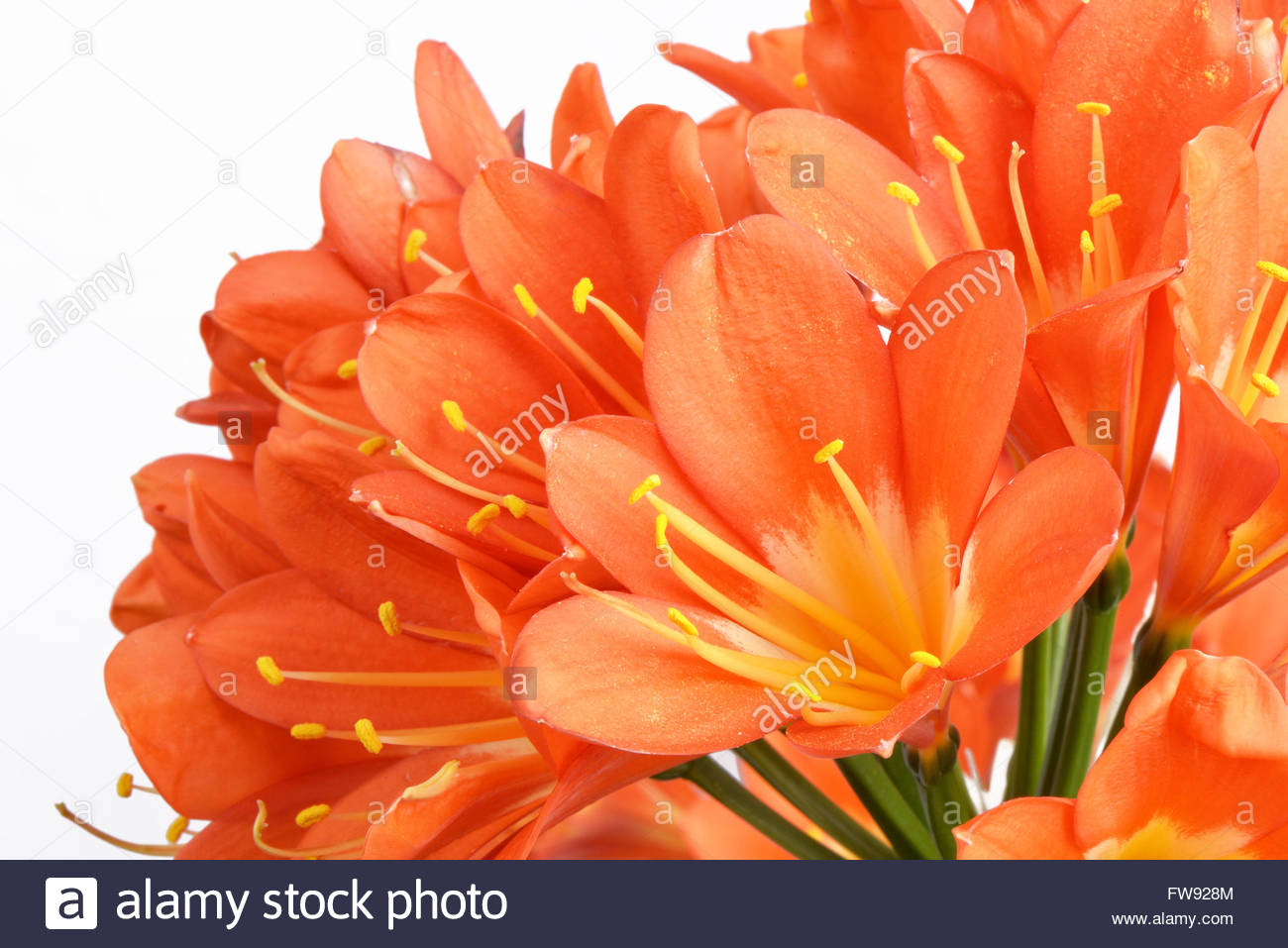 Kaffir Lily Stock Photos & Kaffir Lily Stock Images Alamy