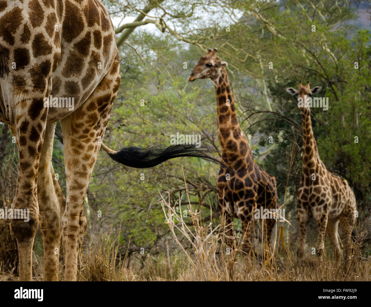 Giraffe in Phinda private game reserve, KwaZulu Natal, South Africa Stock Photo
