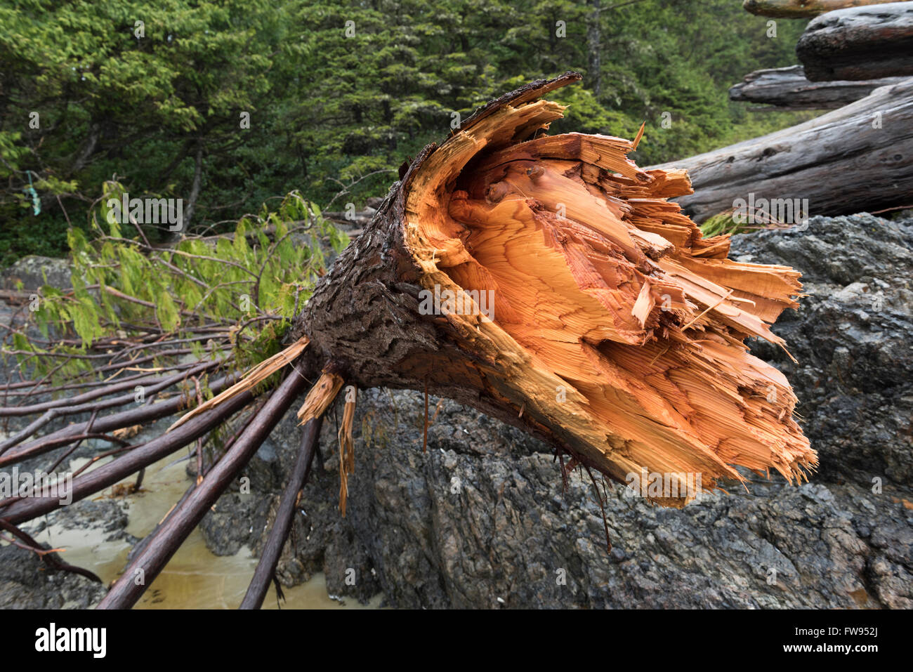 Driftwood on coastline, Pacific Rim National Park Reserve, British
