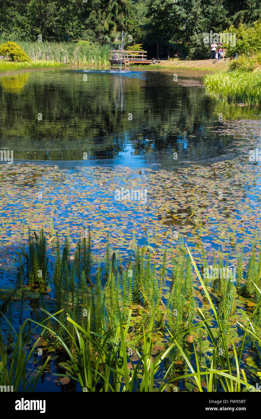Pond with grass and lily pads. Stock Photo