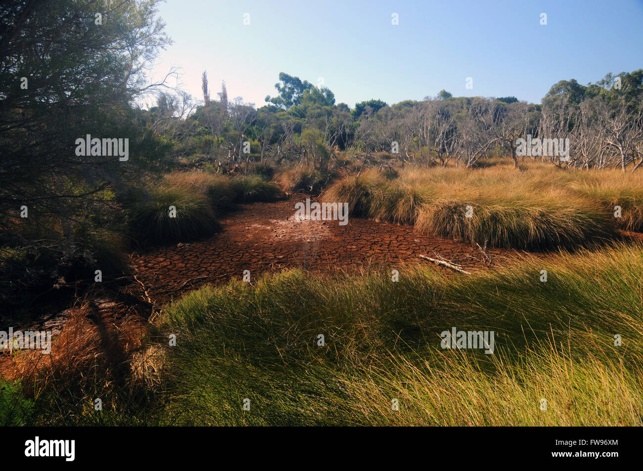 An unusually hot dry summer means parts of the Baigup Wetlands are completely dried out, Perth, Western Australia Stock Photo