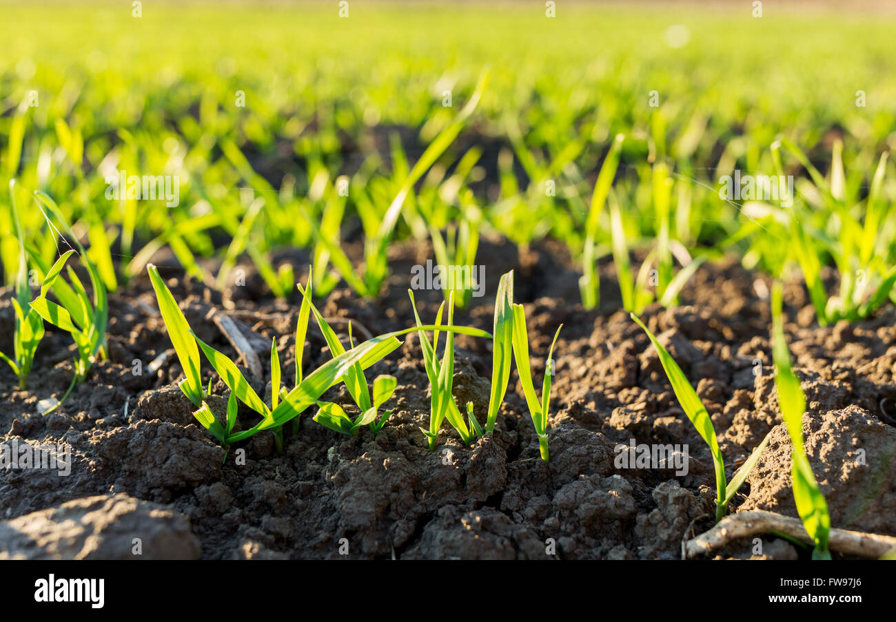 Green field of sprouting wheat Stock Photo - Alamy