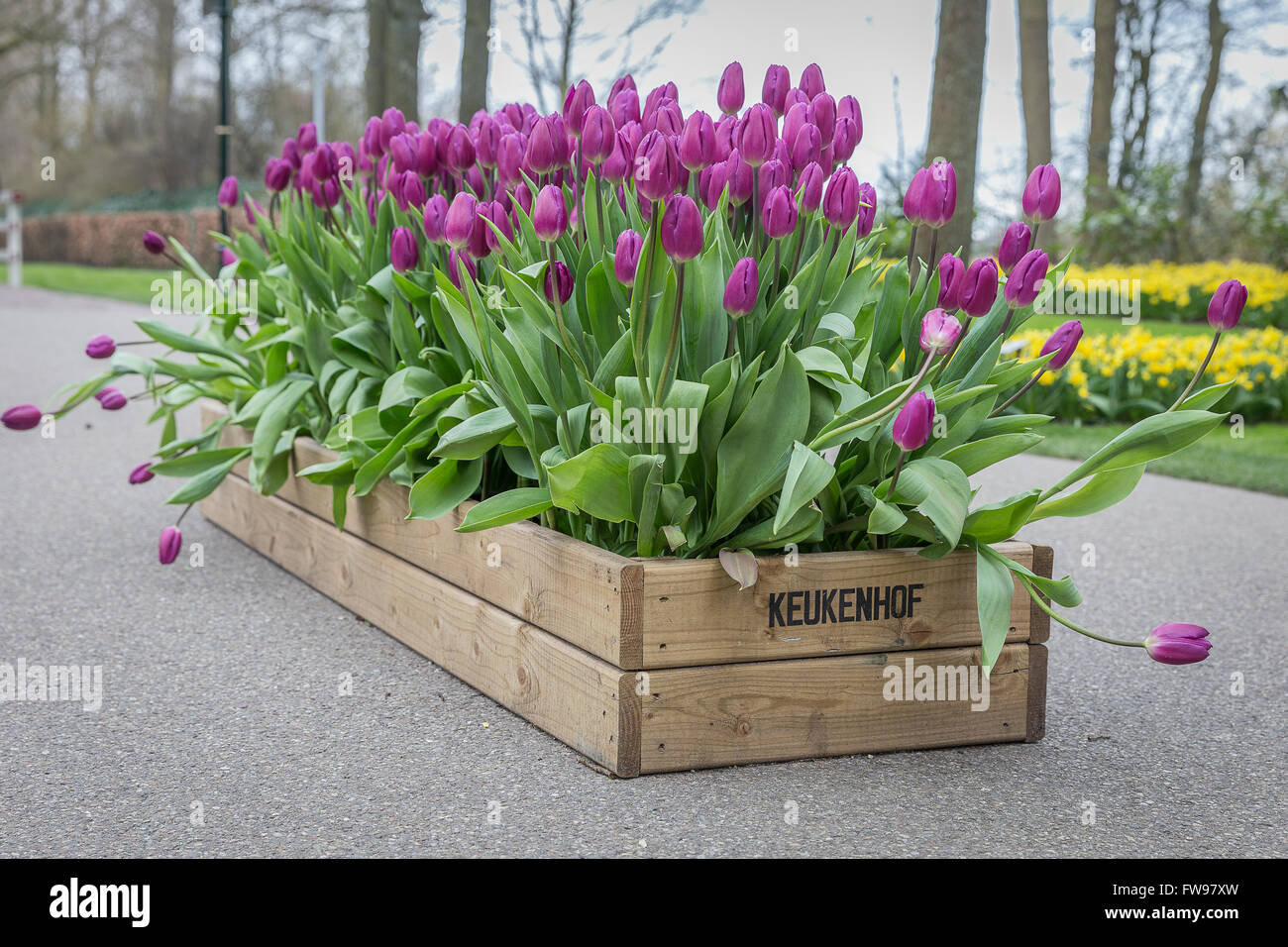 keukenhof gardens,amsterdam Stock Photo