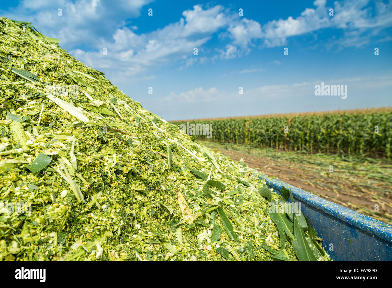 Silage orn maize green stems unripe on field Stock Photo