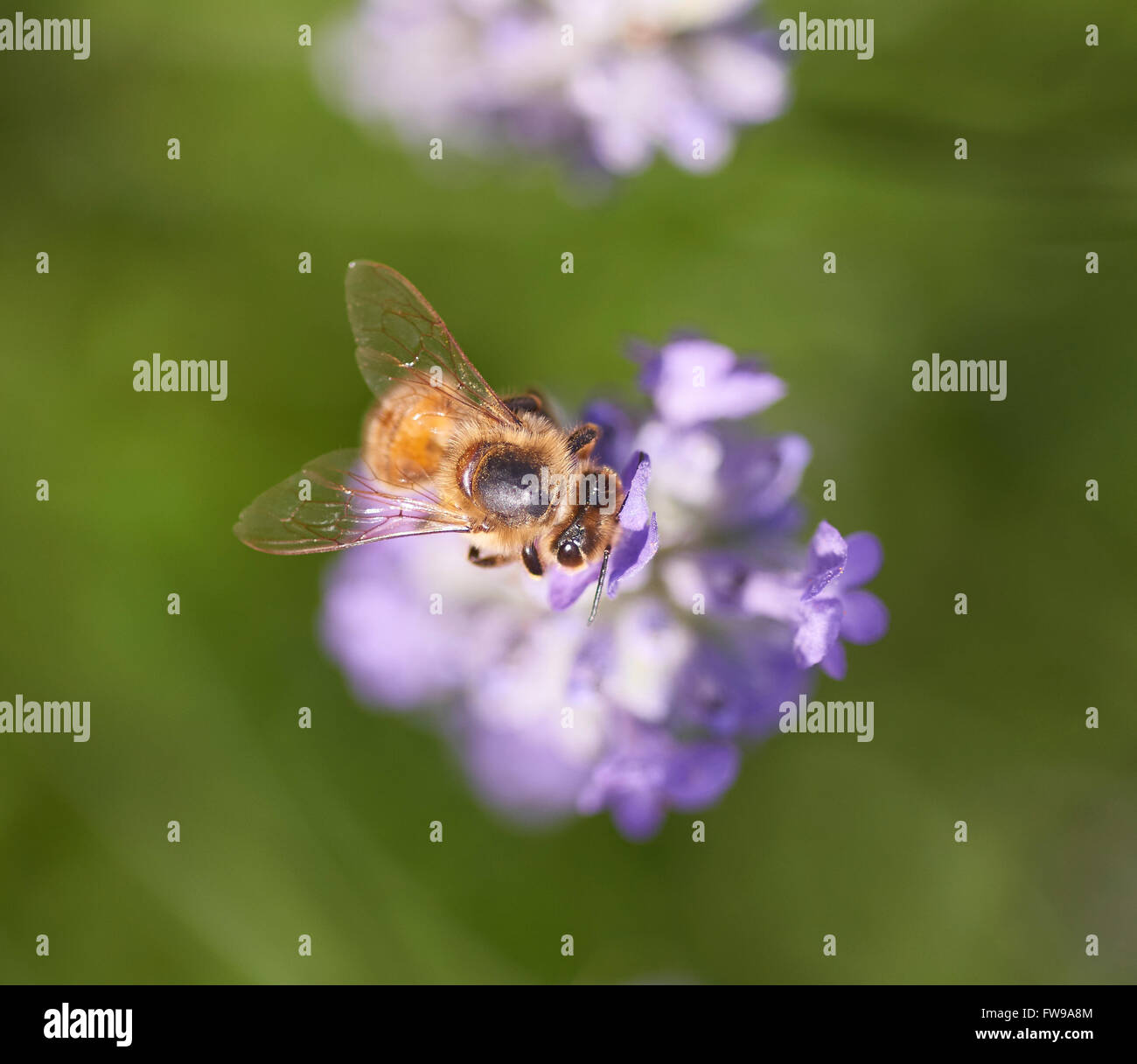 Bumble Bee Pollen High Resolution Stock Photography and Images - Alamy
